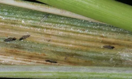 Black-horned thrips