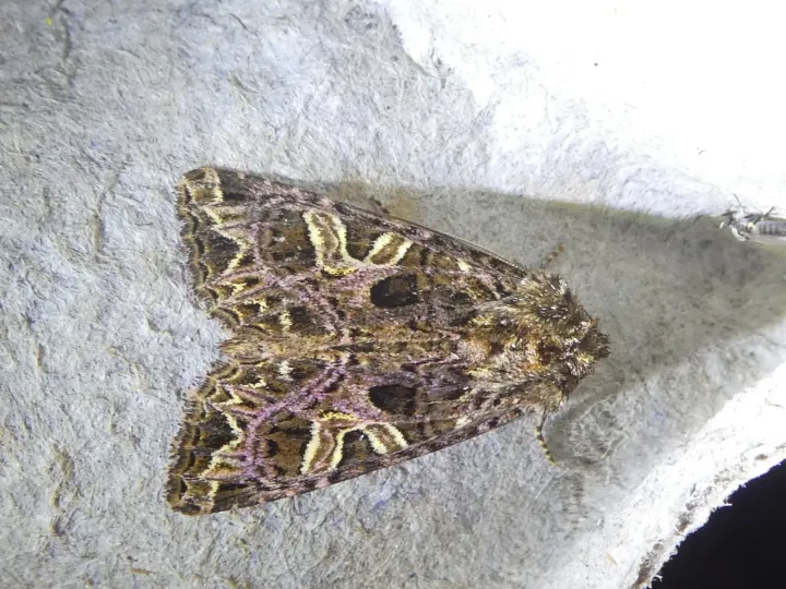 Lychnis moth