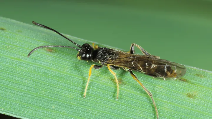 Wheat stem sawfly