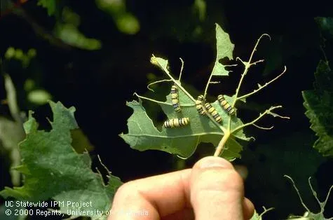Виноградная пестрянка
