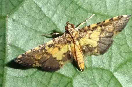 Hedylepta diemenalis