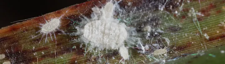 Heliococcus
