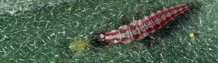Pacific brown lacewing