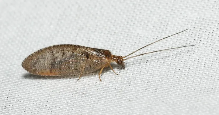 Hemerobius stigma