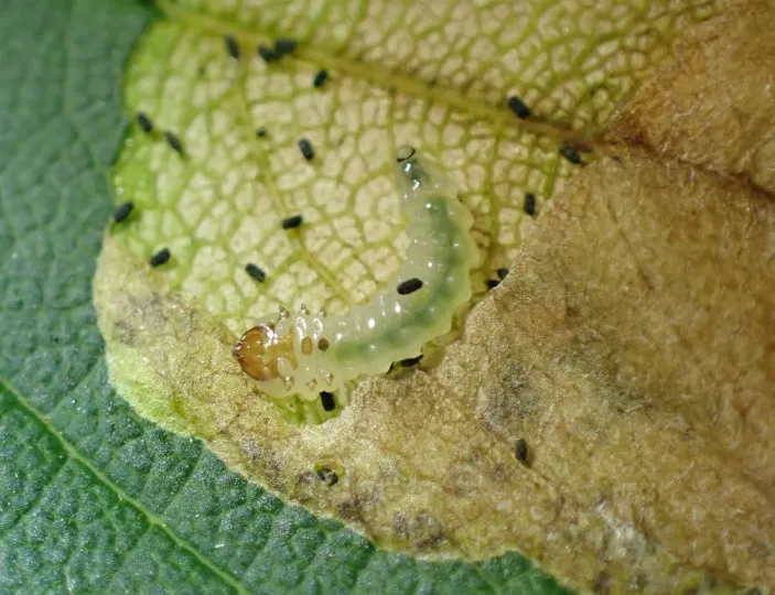 Maple leaf miner