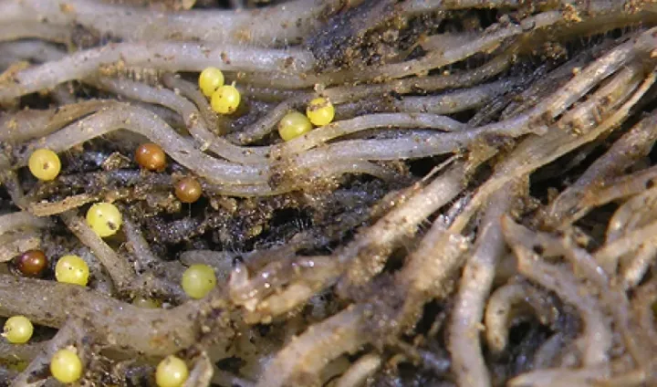 Pale potato cyst nematode