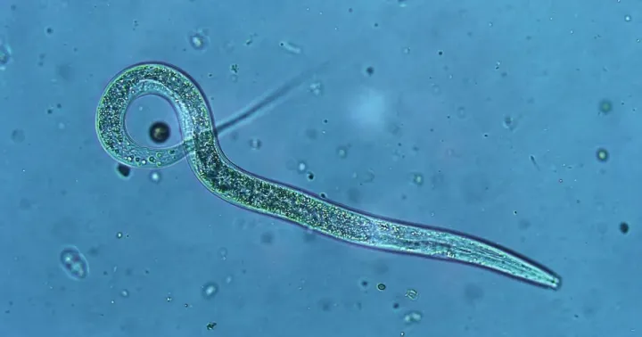 Heterorhabditis bacteriophora
