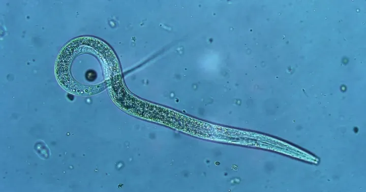 Heterorhabditis megidis