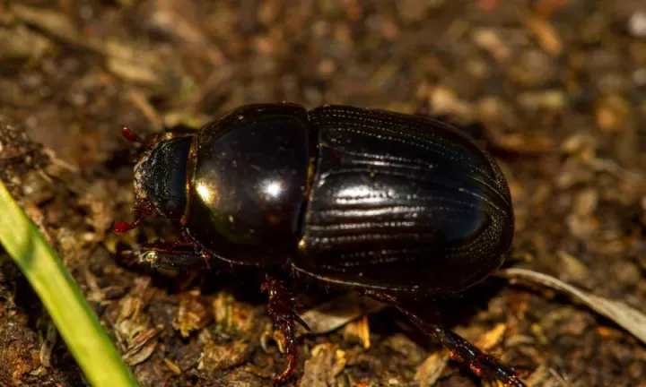 Black scarab beetle