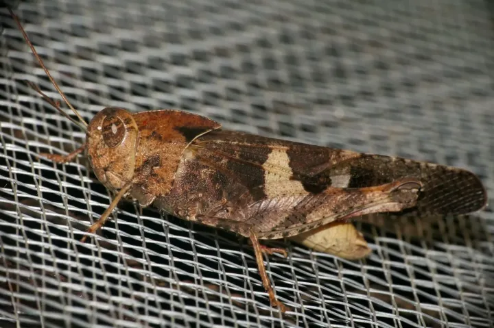 Humbe tenuicornis