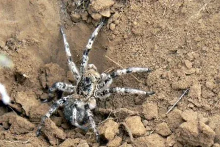 South Russian tarantula