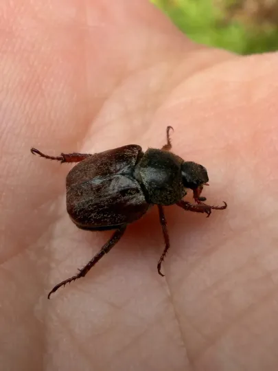 Hoplia beetle