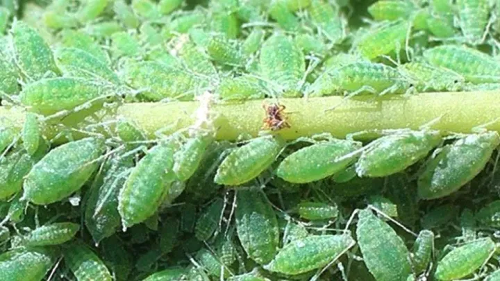 Almond aphid