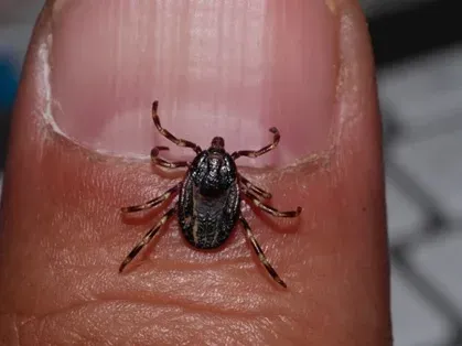 Hyalomma