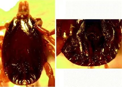 Hyalomma truncatum