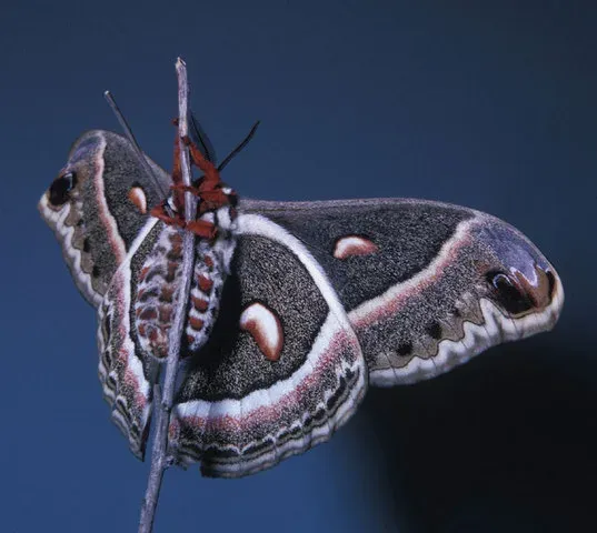 Hyalophora cecropia
