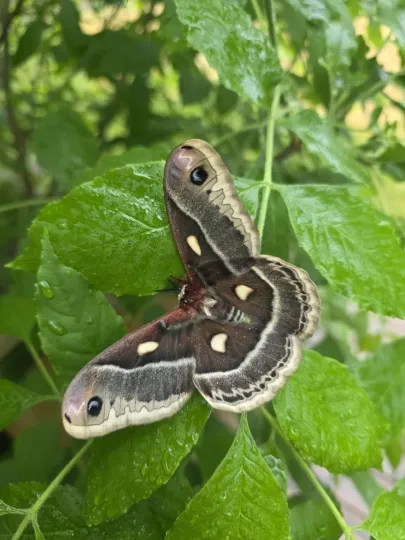 Columbia silkmoth
