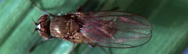Rice leaf miner
