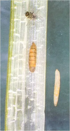 Rice leaf miner