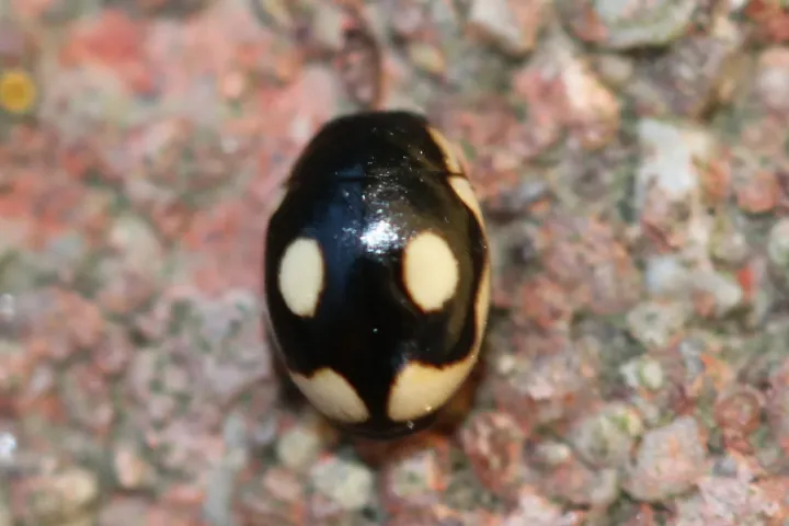 Hyperaspis undulata