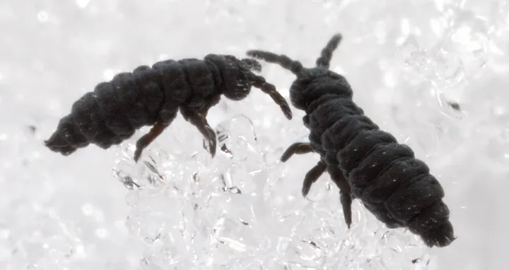 Snow flea