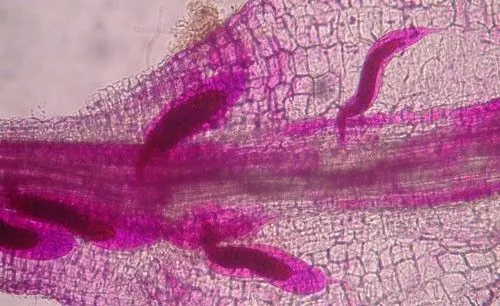 Grass root-knot nematode
