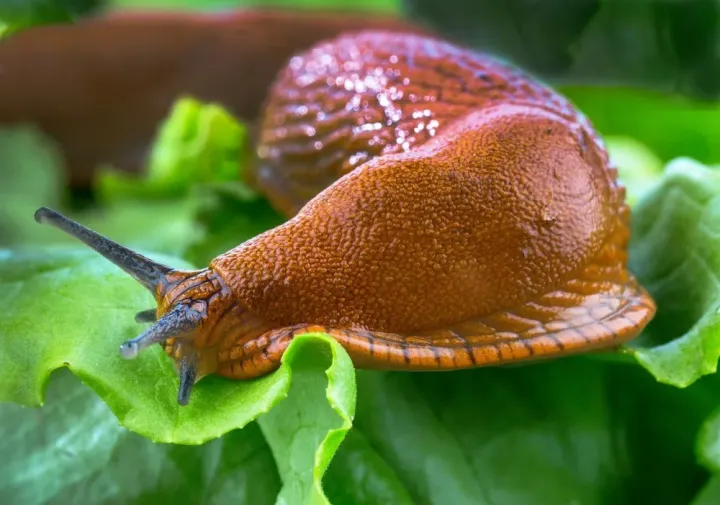Spanish slug