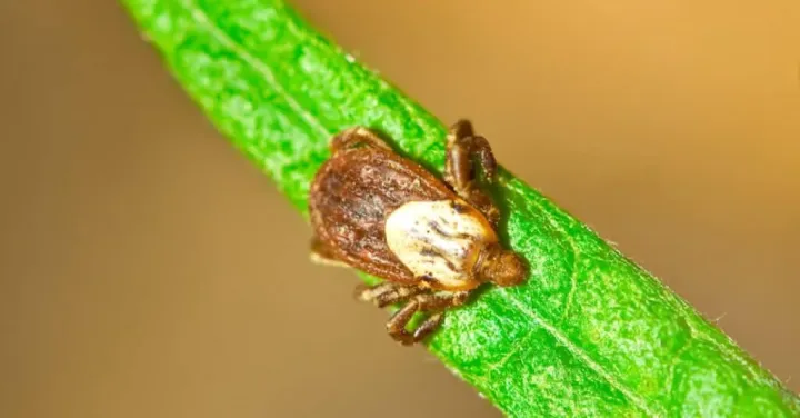 King's tick