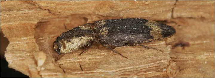 Lacon musculus