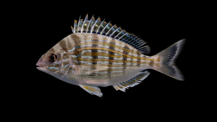 Pinfish