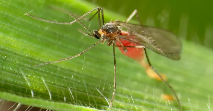 Fruit gall midge
