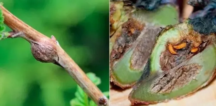 Raspberry gall midge
