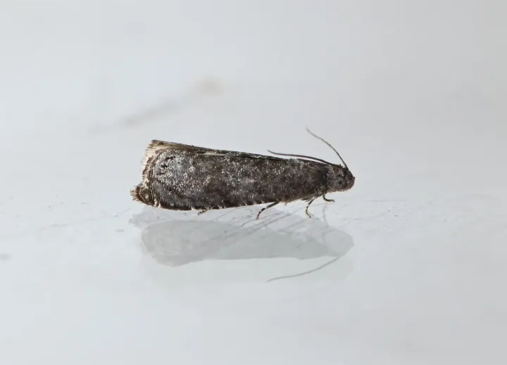 Plum fruit moth