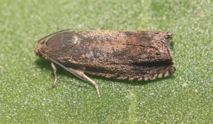 Rose fruit moth