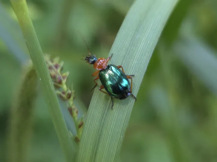 Green-headed ground beetle