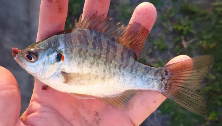 Redear sunfish