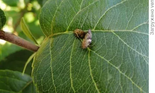 Spittlebug (Lepyronia)