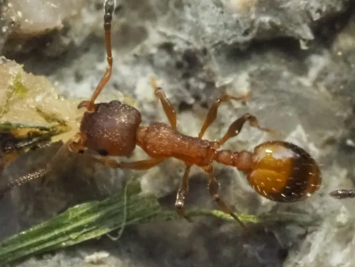 Leptothorax ant