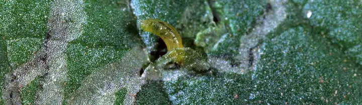 Chrysocharis parksi
