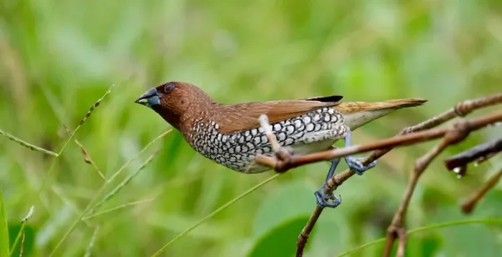 Scaly-breasted munia