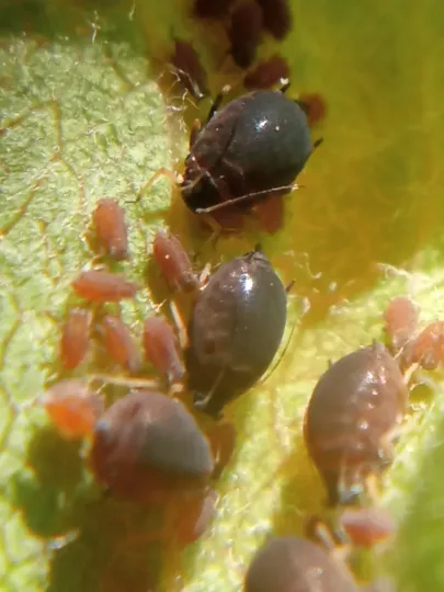 Pear grass aphid