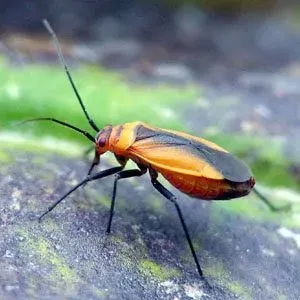 Arizona mirid bug
