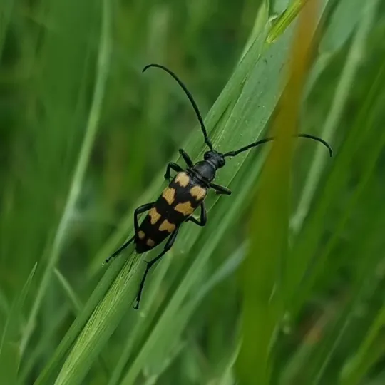 Strangalia quadrifasciata