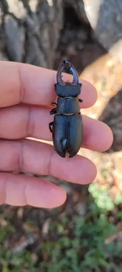 Stag beetle