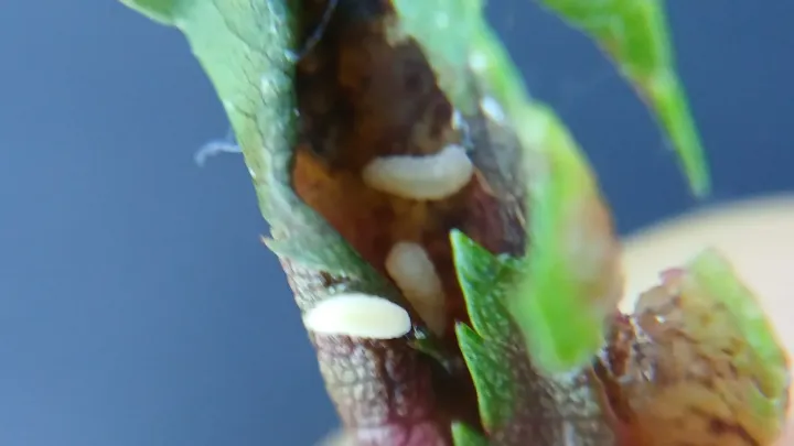 Macrolabis