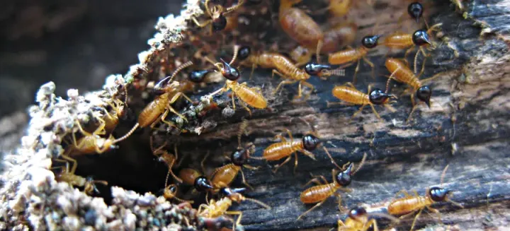 Brown termite