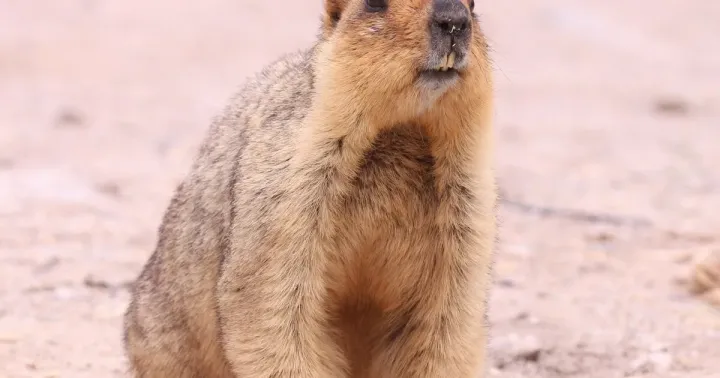 Гималайский сурок