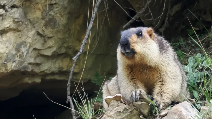 Бабак гімалайський