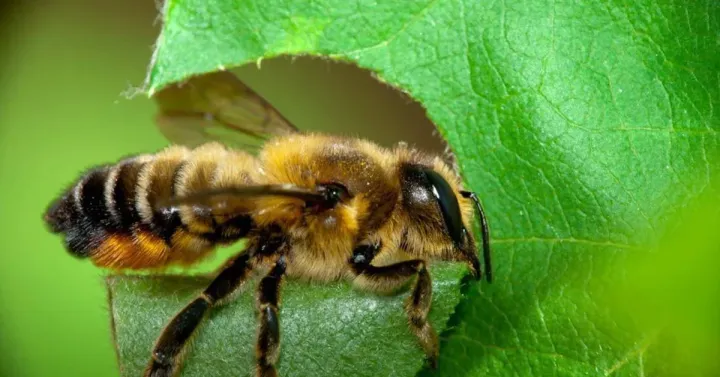 Alfalfa leafcutting bee
