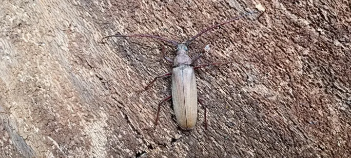 Megopis scabricornis